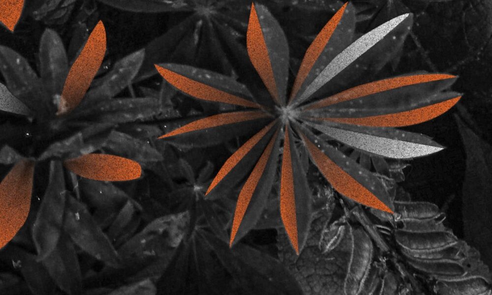 Extrait de la pochette du single de "Peu de Choses (feat. Nour) de Lo'Jo (remixé par Moon Pilot)